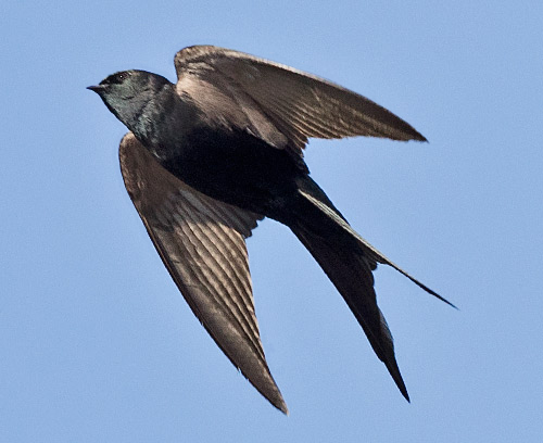 Black Saw-wing Swallow in flight